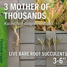 Mother thousands live for sale  Walnut
