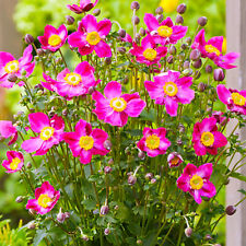 Anemone fantasy ariel for sale  UK