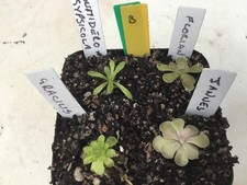 Collection less common for sale Collection less common for sale  ROTHERHAM