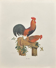leghorn roosters for sale leghorn roosters for sale Blaine