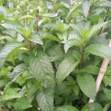 Mint mentha piperita for sale  HAILSHAM