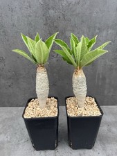 Euphorbia ankarensis madagaska gebraucht kaufen  Düsseldorf
