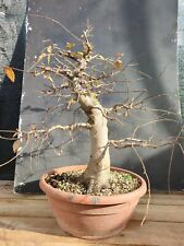 bonsai prunus usato  Isernia