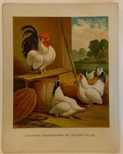 Chromolithograph chickens japa for sale  Toms River