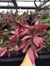 Rhipsalis ramulosa red for sale  LEIGH