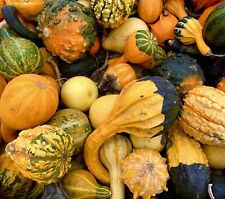 Gourds ornamental mix for sale  DEWSBURY