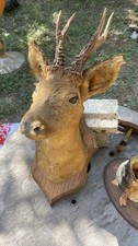 Taxidermie tête chevreuil d'occasion  Remoulins