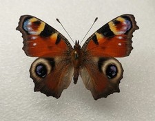 Aglais farfalla vera usato  Cosio Valtellino