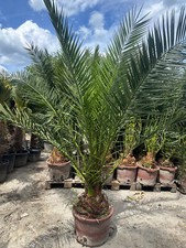 Palme phoenix canariensis gebraucht kaufen  Miltenberg