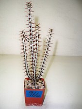 966 euphorbia aeruginosa for sale  El Cajon