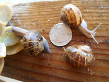 Three large live for sale  Santa Barbara