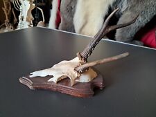Trophée chevreuil écusson d'occasion  Lorient