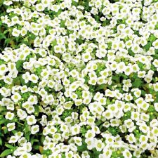 Alyssum 500 seeds for sale  CHESTERFIELD