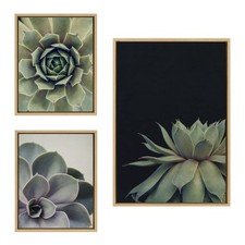 Sylvie succulent succulent for sale  Brentwood