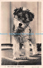 R238561 wire haired for sale  WARLINGHAM
