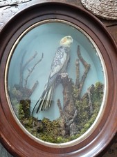 Vintage taxidermy framed for sale  CROOK