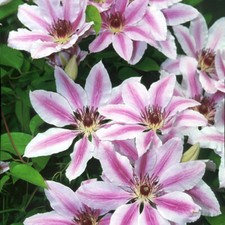 Clematis nelly moser for sale  LLANDYSUL
