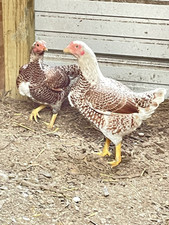 Hatching eggs cornish for sale  Mascot