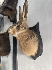 Taxidermy scottish mountain for sale  SOLIHULL