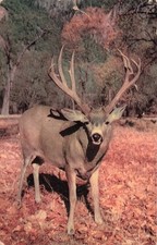 Yosemite california buck for sale  Belleville
