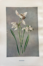 Antique print snowdrop for sale  TORRINGTON