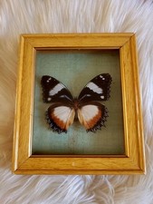 Cadre papillon taxidermie d'occasion  Plonéour-Lanvern
