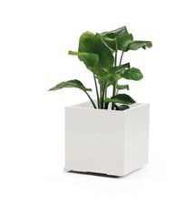 Vaso kebe quadro usato  Supersano