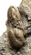 British cambrian agnostid for sale  TELFORD