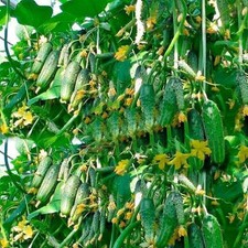 Seeds rare cucumber for sale  Lakewood