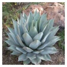 Semi agave parryi usato  Nizza di Sicilia