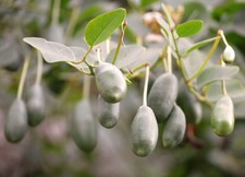 Samen vom kapern gebraucht kaufen Samen vom kapern gebraucht kaufen  Calw