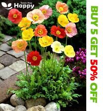 Iceland poppy artists for sale  Shipping to Ireland