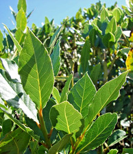 Laurus nobilis bay for sale  Marietta