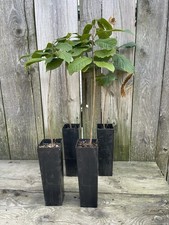 Potted pawpaw tree for sale  Perry