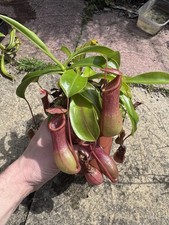 Nepenthes ventrata carnivorous for sale  LICHFIELD