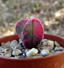 Astrophytum myriostigma varieg d'occasion  Servian
