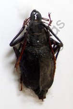*** BESOUROS, (252437) , Prionidae, Prionocalus cacicus, fêmea, Peru *** comprar usado  Enviando para Brazil