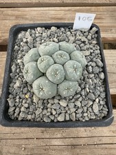 Astrophytum aztekium cactus for sale  Modesto