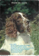 Animaux chiens springer d'occasion  Fruges