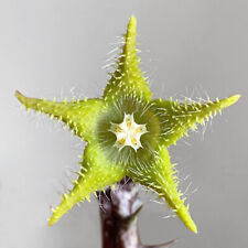 Asclepiadaceae Orbea dummeri Sukulent doniczkowy kwitną rośliny 4cm na sprzedaż  Wysyłka do Poland