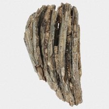 Fossil primigenius molar gebraucht kaufen  Lorsch