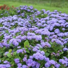 Floss flower ageratum for sale  Sevierville