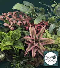 Terrarium plant mix for sale  SWINDON