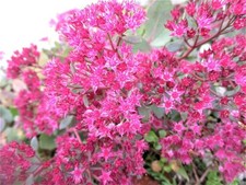 Ruby glow perennial for sale  Duluth