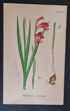 Antique flower print for sale  ROMFORD