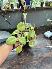 Rare hoya viola for sale  Centralia