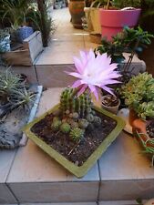 Cacté floraison parme d'occasion  Saint-Cyprien