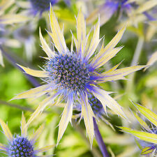 Eryngium neptunes gold for sale  UK