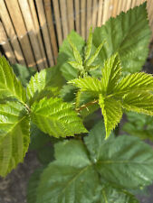 Blackberry primeark 60cm for sale  SOUTHAMPTON