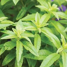 Lemon verbena plants for sale  EVESHAM